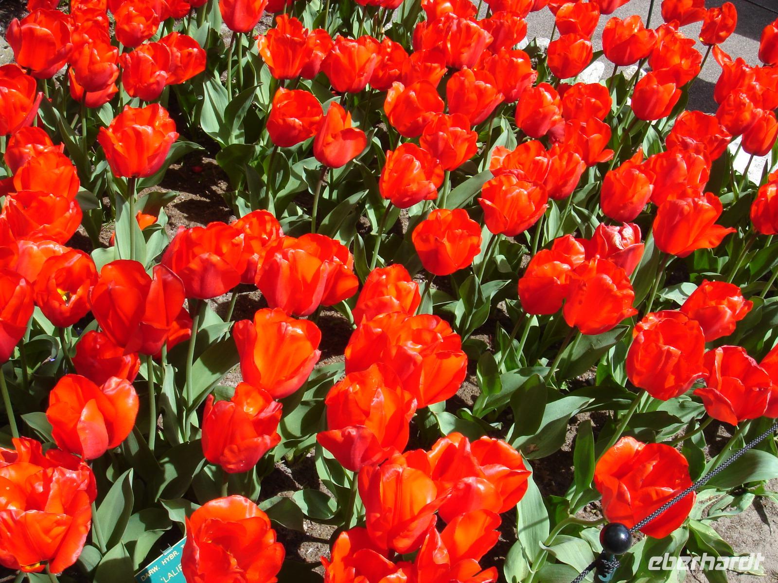 Tulpen &ndash; &copy; Stefan Jahnke (Eberhardt TRAVEL)