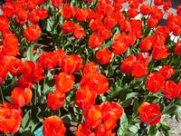 Tulpen &ndash; &copy; Stefan Jahnke (Eberhardt TRAVEL)