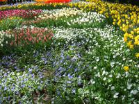 Auf dem Keukenhof &ndash; &copy; Stefan Jahnke (Eberhardt TRAVEL)