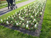 Keukenhof