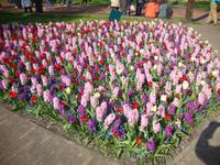 Keukenhof &ndash; &copy; Harald Kühne (Eberhardt TRAVEL)