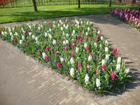 Keukenhof &ndash; &copy; Harald Kühne (Eberhardt TRAVEL)
