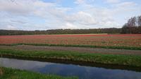 Tulpenfeld bei Lisse