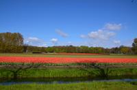 079 Blumenfelder bei Lisse &ndash; &copy; Konrad Füssel (Eberhardt TRAVEL)