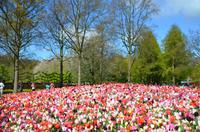 081 Tulpenpracht im Keukenhof &ndash; &copy; Konrad Füssel (Eberhardt TRAVEL)