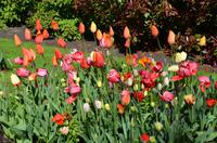 083 Blumenpracht im Keukenhof &ndash; &copy; Konrad Füssel (Eberhardt TRAVEL)