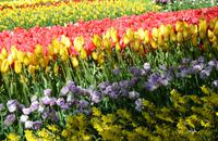084 Blumenpracht im Keukenhof &ndash; &copy; Konrad Füssel (Eberhardt TRAVEL)