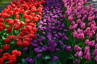 089 Tulpenpracht im Keukenhof &ndash; &copy; Konrad Füssel (Eberhardt TRAVEL)