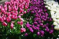 093 Tulpenpracht im Keukenhof &ndash; &copy; Konrad Füssel (Eberhardt TRAVEL)
