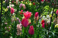 096 Blumenpracht im Keukenhof &ndash; &copy; Konrad Füssel (Eberhardt TRAVEL)