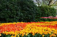 098 Tulpenpracht im Keukenhof &ndash; &copy; Konrad Füssel (Eberhardt TRAVEL)
