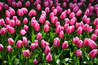 103 Tulpenpracht im Keukenhof &ndash; &copy; Konrad Füssel (Eberhardt TRAVEL)