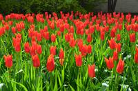 104 Tulpenpracht im Keukenhof &ndash; &copy; Konrad Füssel (Eberhardt TRAVEL)
