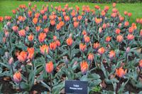 107 Tulpenpracht im Keukenhof &ndash; &copy; Konrad Füssel (Eberhardt TRAVEL)