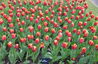 108 Tulpenpracht im Keukenhof &ndash; &copy; Konrad Füssel (Eberhardt TRAVEL)