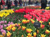 herrliche Tulpen &ndash; &copy; Uta Schöne (Eberhardt TRAVEL)