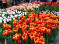 herrliche Tulpen &ndash; &copy; Uta Schöne (Eberhardt TRAVEL)