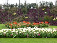 Keukenhof  &ndash; &copy; Claudia Bernhardt (Eberhardt TRAVEL)