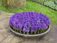 Keukenhof  &ndash; &copy; Claudia Bernhardt (Eberhardt TRAVEL)