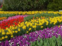 Keukenhof  &ndash; &copy; Claudia Bernhardt (Eberhardt TRAVEL)