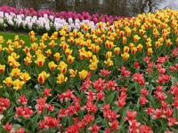 Keukenhof  &ndash; &copy; Claudia Bernhardt (Eberhardt TRAVEL)