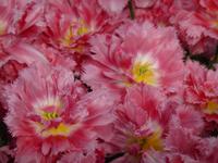 Keukenhof  &ndash; &copy; Claudia Bernhardt (Eberhardt TRAVEL)