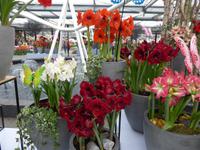 Keukenhof  &ndash; &copy; Claudia Bernhardt (Eberhardt TRAVEL)