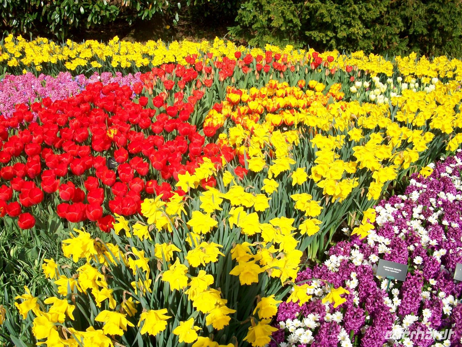 Im Keukenhof &ndash; &copy; Steffen Mucke (Eberhardt TRAVEL)