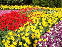 Im Keukenhof &ndash; &copy; Steffen Mucke (Eberhardt TRAVEL)