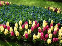 Im Keukenhof &ndash; &copy; Steffen Mucke (Eberhardt TRAVEL)