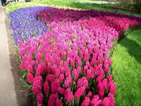 Im Keukenhof &ndash; &copy; Steffen Mucke (Eberhardt TRAVEL)