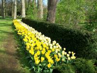 Im Keukenhof &ndash; &copy; Steffen Mucke (Eberhardt TRAVEL)