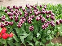 Im Keukenhof &ndash; &copy; Steffen Mucke (Eberhardt TRAVEL)