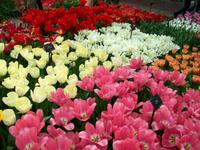 Im Keukenhof &ndash; &copy; Steffen Mucke (Eberhardt TRAVEL)