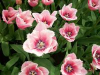 Im Keukenhof &ndash; &copy; Steffen Mucke (Eberhardt TRAVEL)