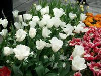 Im Keukenhof &ndash; &copy; Steffen Mucke (Eberhardt TRAVEL)