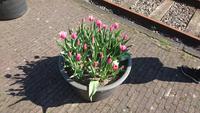 Tulpen am Rande der Museumsbahnstrecke &ndash; &copy; Stefan Jahnke (Eberhardt TRAVEL)