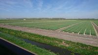 Bald blühen auch bei Medemblik die Tulpenfelder &ndash; &copy; Stefan Jahnke (Eberhardt TRAVEL)