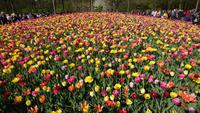 Tulpen in allen Farben auf dem Keukenhof &ndash; &copy; Stefan Jahnke (Eberhardt TRAVEL)