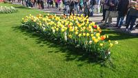 Menschen und Tulpen auf dem Keukenhof &ndash; &copy; Stefan Jahnke (Eberhardt TRAVEL)