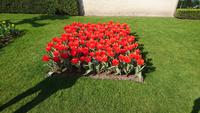 Tolle Arrangements auf dem Keukenhof &ndash; &copy; Stefan Jahnke (Eberhardt TRAVEL)