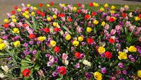 Bunte Vielfalt auf dem Keukenhof &ndash; &copy; Stefan Jahnke (Eberhardt TRAVEL)