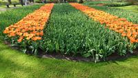 Die typischen holländischen Tulpenstreifen auf dem Keukenhof &ndash; &copy; Stefan Jahnke (Eberhardt TRAVEL)