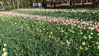 Weite auf dem Keukenhof &ndash; &copy; Stefan Jahnke (Eberhardt TRAVEL)