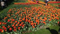 Tolle Blicke auf dem Keukenhof &ndash; &copy; Stefan Jahnke (Eberhardt TRAVEL)