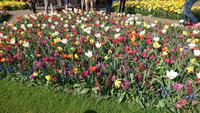 Bunte Wiesen auf dem Keukenhof &ndash; &copy; Stefan Jahnke (Eberhardt TRAVEL)
