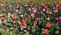 Noch mehr Tulpen in allen Farben auf dem Keukenhof &ndash; &copy; Stefan Jahnke (Eberhardt TRAVEL)