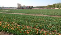 Tulpenplantage am Keukenhof