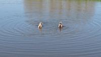 Enten auf den Wasserflächen am Keukenhof &ndash; &copy; Stefan Jahnke (Eberhardt TRAVEL)