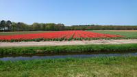 Blumenfeld am Keukenhof &ndash; &copy; Stefan Jahnke (Eberhardt TRAVEL)